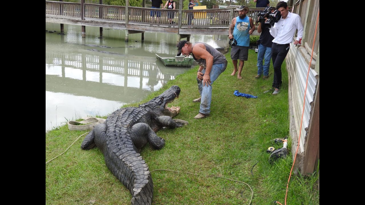 Gator Done Officials Lure friendly Alligator From Champion 